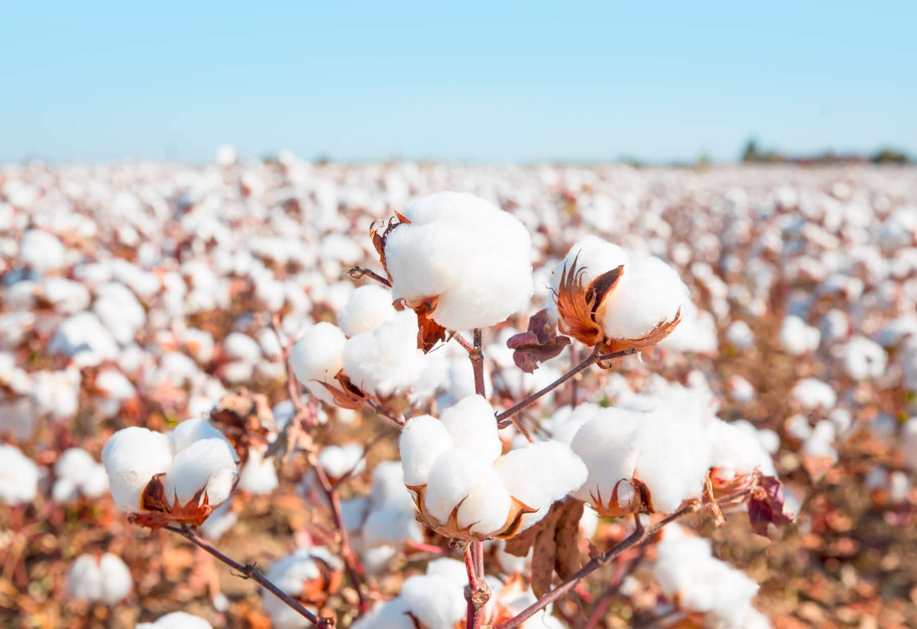 Imagen de fondo Algocel Textil 4