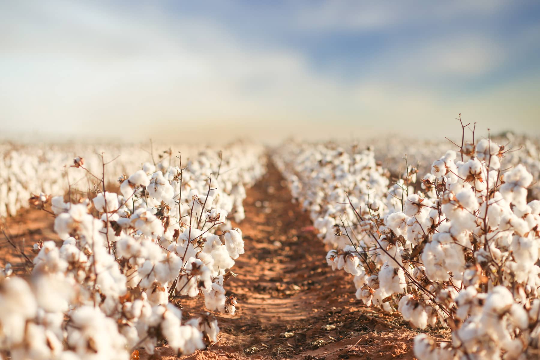 Imagen de fondo Algocel Textil 4
